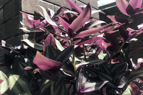 紫鸭跖草的养殖方法，紫色花海，谁说只有薰衣草和紫罗兰？