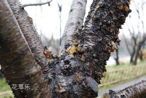 流胶病会导致桃树枯死，该如何预防和治疗桃树流胶病呢