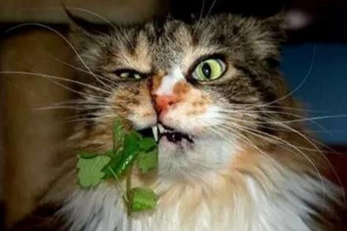 “猫薄荷”是什么？猫吃了“猫薄荷”为什么会发疯？